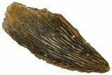 Serrated, Raptor Tooth - Real Dinosaur Tooth #291512-1